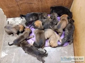 German Corsos