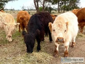 miniature highland cattle available for sale