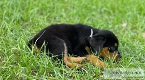 Awesome Rottweilers Puppies