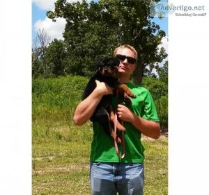 Affectionate Rottweiler Puppies