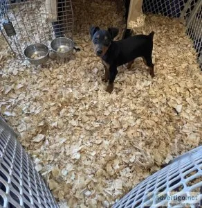 Purebred Miniature Pinschers