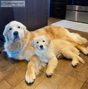 Golden Retriever  puppies