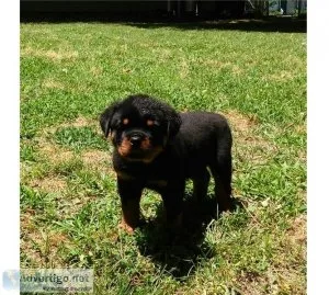 Wonderful Rottweiler Puppies for Adoption