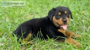 Two Friendly Rottweiler Puppies