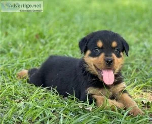 Pedigree Rottweiler Puppies