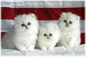 Calico Doll Face Persian female kitten