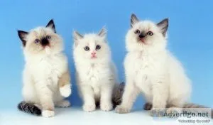 Ragdoll Kittens