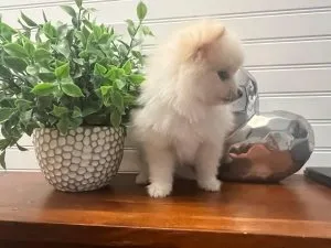Two Awesome T-Cup Pomeranian Puppies