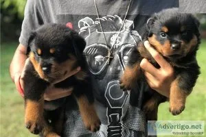Precious Male And Female Rottweiler Puppies