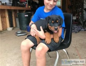 Playful Rottweiler Puppies for Sale