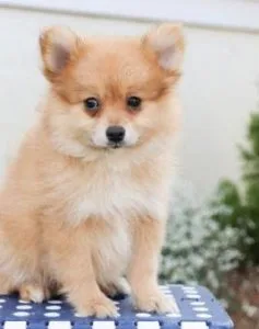 Top Quality Registered Pomeranian Puppies