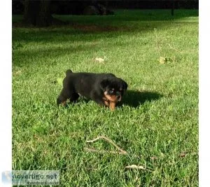 Rottweiler Puppies for Sale