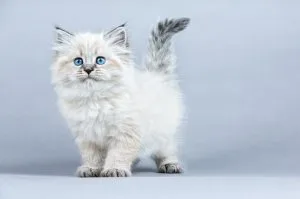 Siberian Forest cat