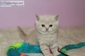 Adorable Scottish fold Kittens