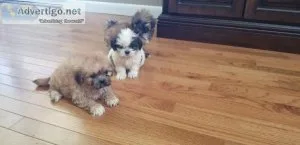 ADORABLE SHIH-TZU
