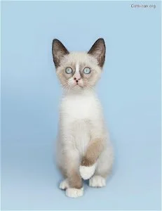Beautiful snowshoe kittens