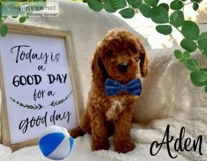 Adorable miniature red poodle puppies