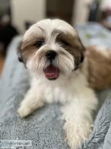 Male Shih-Tzu