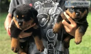 AKC Rottweiler Puppies - Excellent Bloodlines