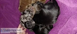 Cocker spaniels