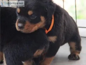 Gorgeous Male and Female Rottweiler puppies