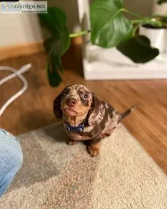 I Have A Male And Female Dachshund Puppies
