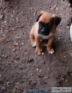 Boxer puppies