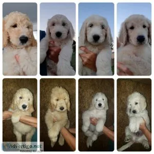 Goldendoodles