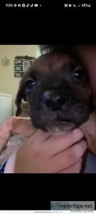 Male Boxer Puppy