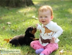 Lovely Rottweiler puppies for caring home