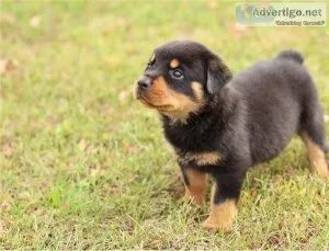 CALM ROTTWEILER PUPPIES.