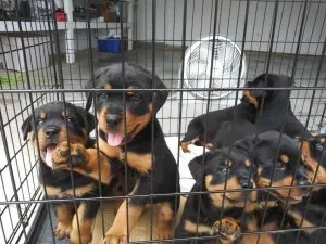 A KC registered Rottweiler puppies for immediate loving homes