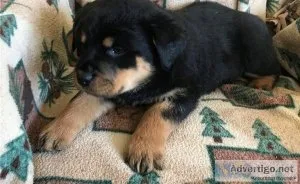 baby face  rottweiler puppies for adoption