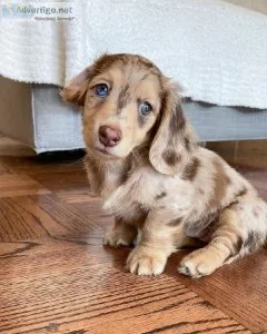 Dachshund Puppies For Sale