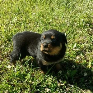 cute and well trained Rottweiler puppies for Adoption
