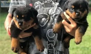 On board 10 pure bread Rottweiler pups