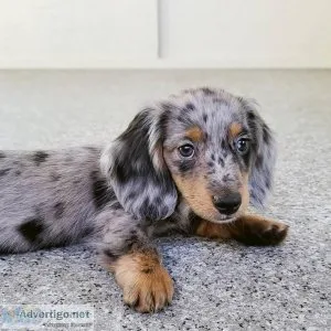 Sweet Dachshund