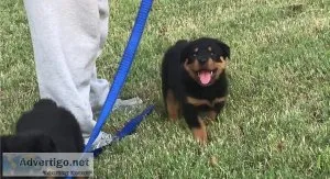 Cut rottweiler puppies ready for new home