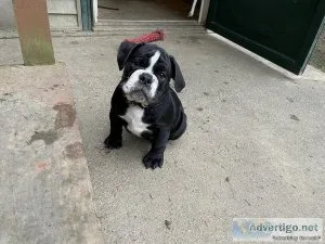Puppy