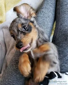 3 Months Old Purebred Dachshund Available For Sale..