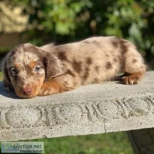 Beautiful Dachshund Puppies Available For A Sweet Home