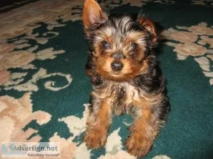 Purebred Tiny Yorkie Puppies