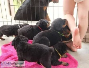 Obedient Male And Female Rottweiler Puppies For Sale
