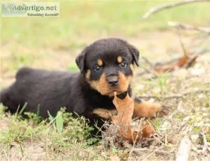German Rottweiler AKC and CKC registered