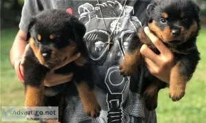 Cut rottweiler puppies ready for new home