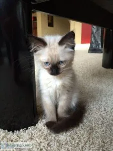 Balinese Female and Male kitten