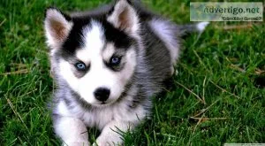 Siberian Husky for Adoption