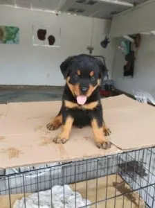 Rottweiler Puppies puppies 2 Males 1 Females