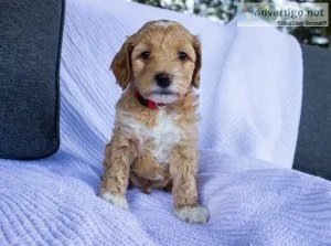 Golden Doodle Puppies