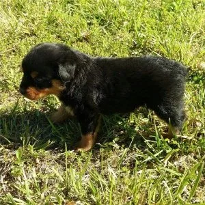 Rottweiler Puppies